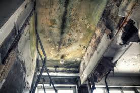 Best Mold Damage Restoration  in Kansas City, KS